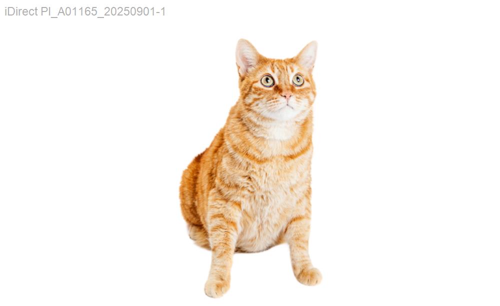 「狗狗搖尾巴的秘密！2023年最受寵的十大寵物美容店大公開」示意圖